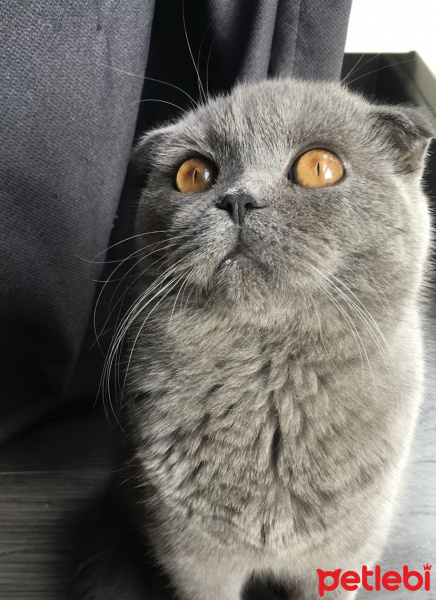 Scottish Fold, Kedi  Fusi fotoğrafı