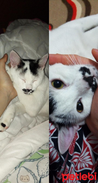 Tekir Kedi, Kedi  Simba fotoğrafı