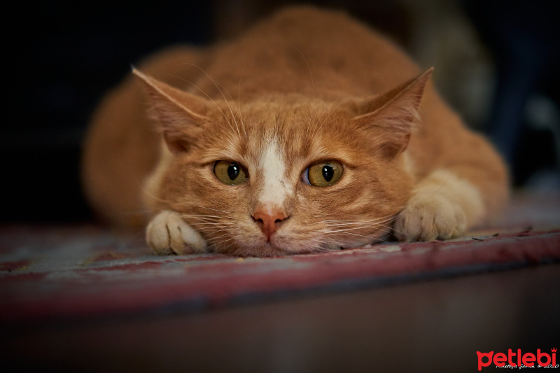 Sarman, Kedi  Behlül fotoğrafı