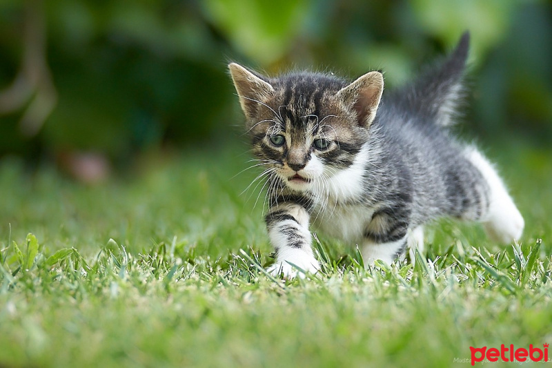 Sarman, Kedi  Behlül fotoğrafı