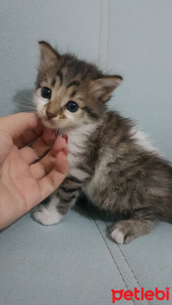 Tekir Kedi, Kedi  Miniş fotoğrafı