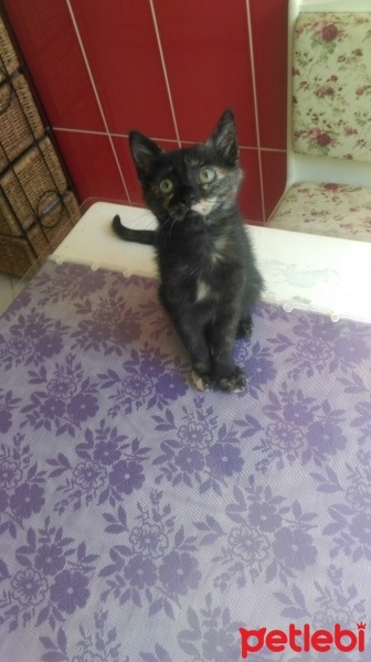 Soke, Kedi  Zipzip fotoğrafı