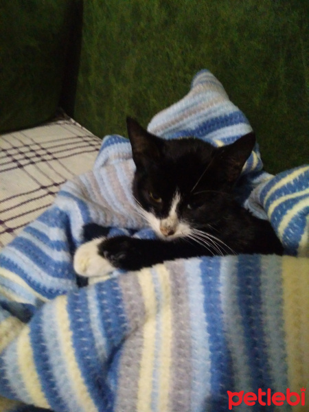 Tekir Kedi, Kedi  Luna fotoğrafı