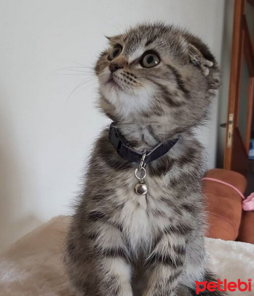 Scottish Fold, Kedi  Pastel fotoğrafı