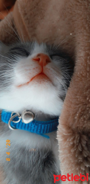 Tekir Kedi, Kedi  Bulut fotoğrafı