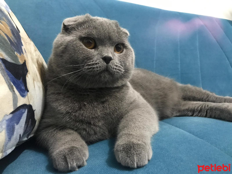 Scottish Fold, Kedi  Pasha fotoğrafı