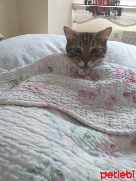 Tekir Kedi, Kedi  Manuk fotoğrafı