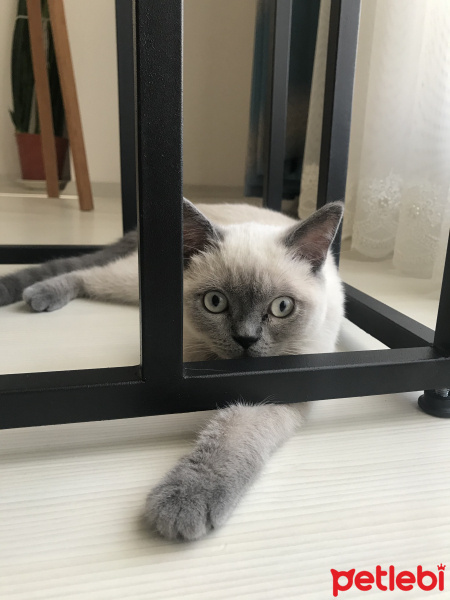 British Shorthair, Kedi  Leon fotoğrafı