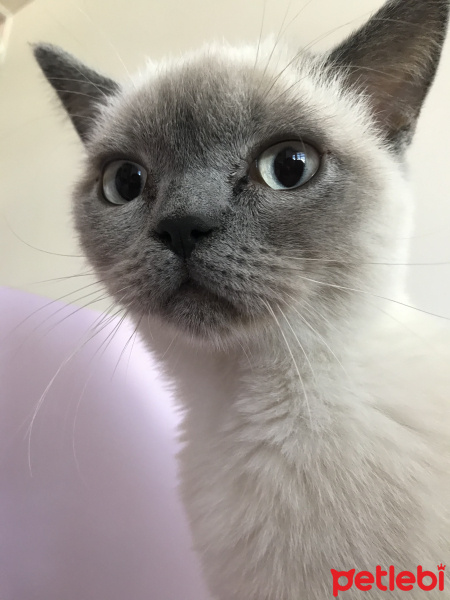 British Shorthair, Kedi  Leon fotoğrafı