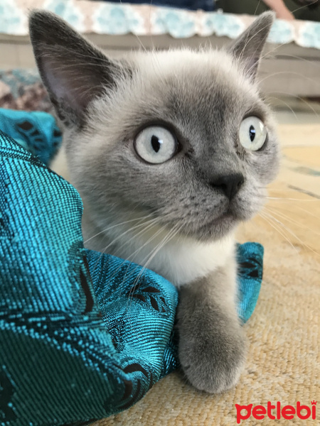 British Shorthair, Kedi  Leon fotoğrafı