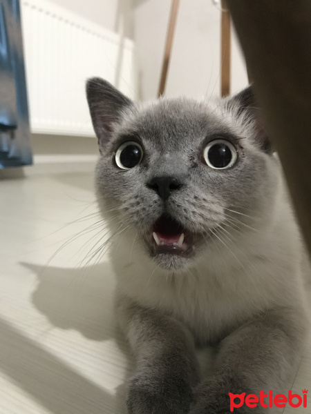 British Shorthair, Kedi  Leon fotoğrafı