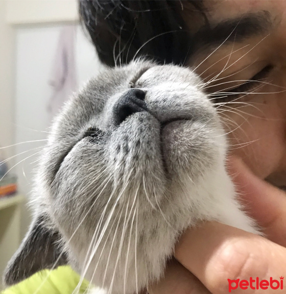British Shorthair, Kedi  Leon fotoğrafı