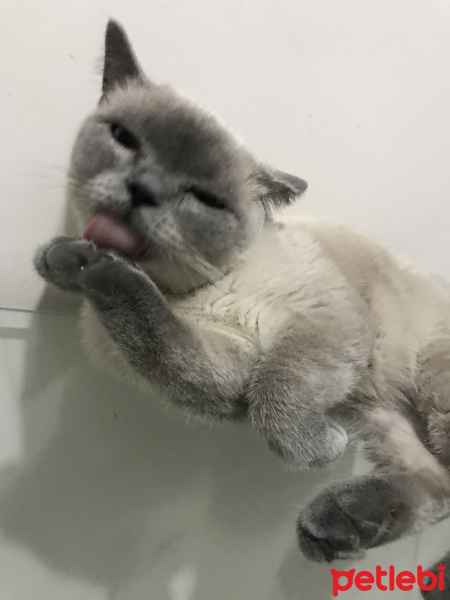 British Shorthair, Kedi  Leon fotoğrafı