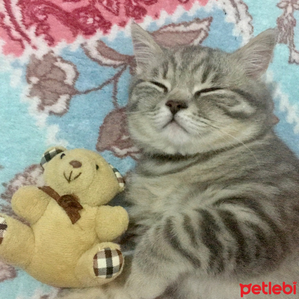 British Shorthair, Kedi  çakıl fotoğrafı