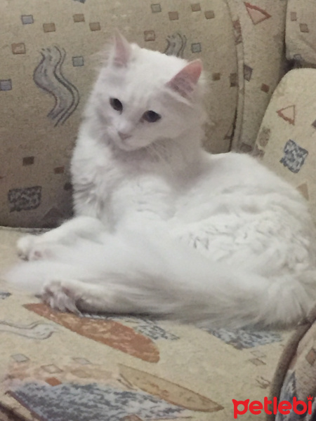 Ankara Kedisi, Kedi  Mia fotoğrafı