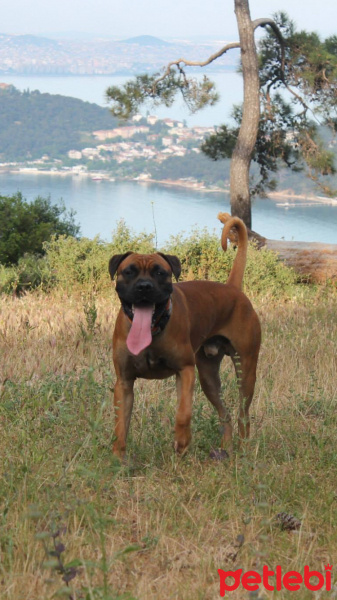 Boxer, Köpek  Romeo fotoğrafı