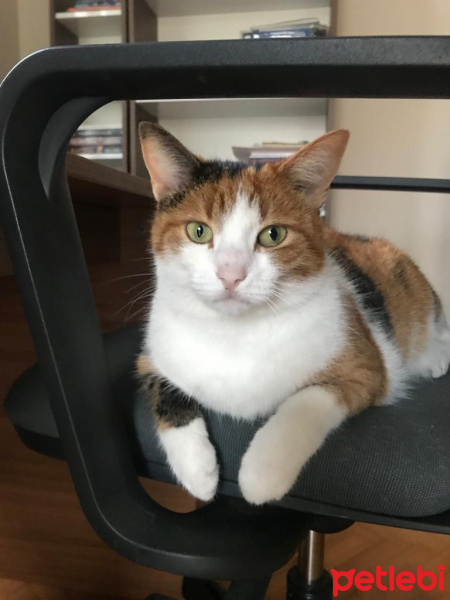 European Shorthair, Kedi  Maya fotoğrafı
