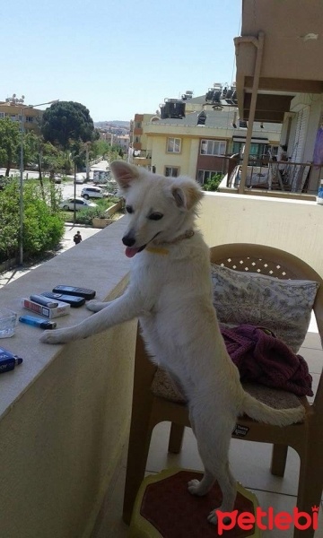 Pappilon, Köpek  Fıstık fotoğrafı