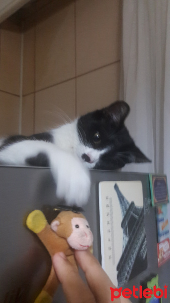 Tekir Kedi, Kedi  Luna fotoğrafı