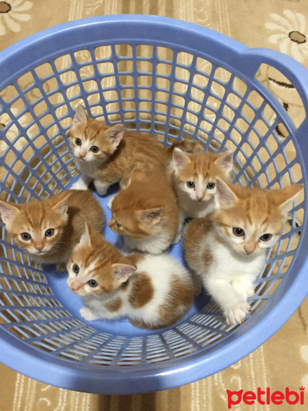 Tekir Kedi, Kedi  Kaju fotoğrafı