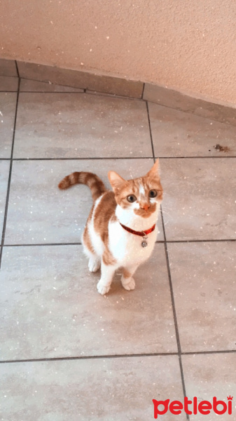 Tekir Kedi, Kedi  Kaju fotoğrafı