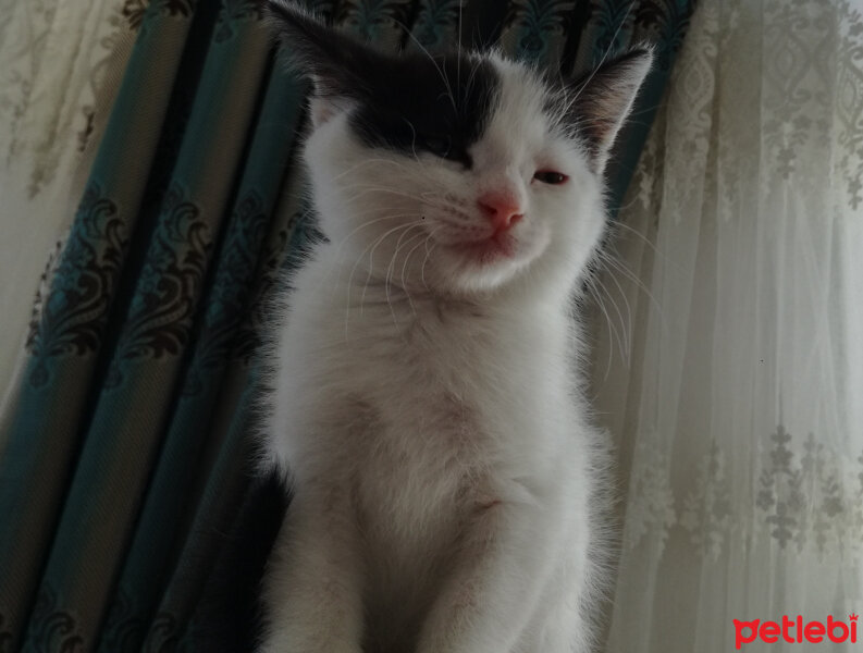 Tekir Kedi, Kedi  Lulu fotoğrafı