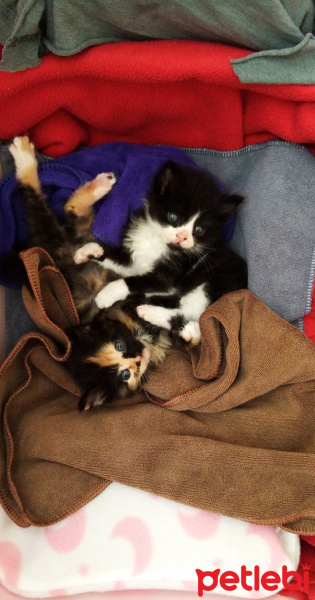 Tekir Kedi, Kedi  Smoky fotoğrafı