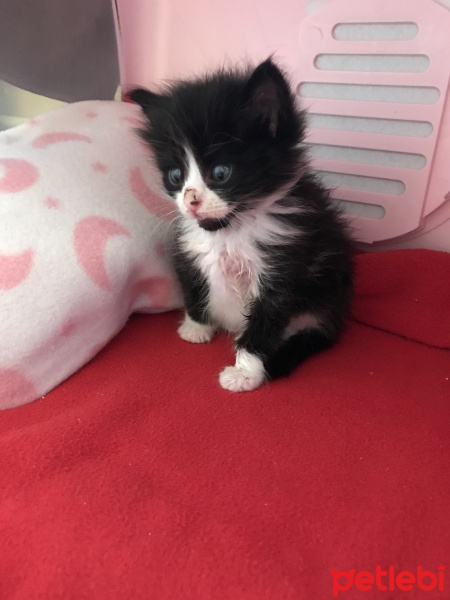 Tekir Kedi, Kedi  Smoky fotoğrafı