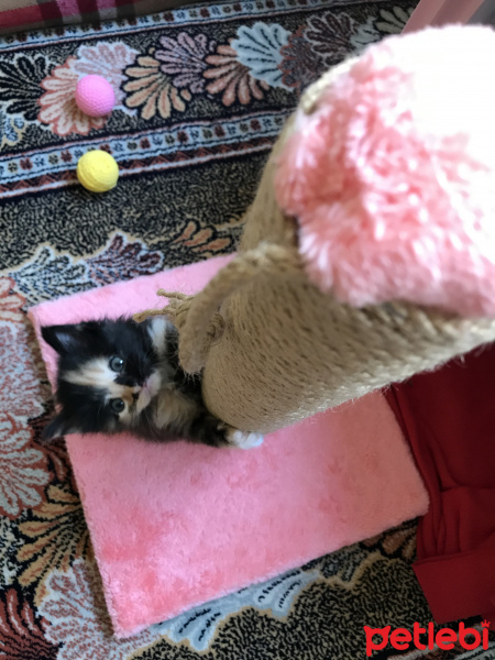 Tekir Kedi, Kedi  Smoky fotoğrafı