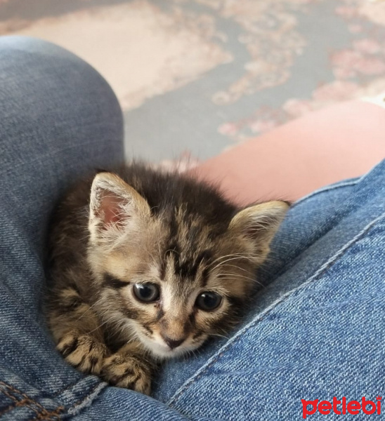Tekir Kedi, Kedi  Mia fotoğrafı
