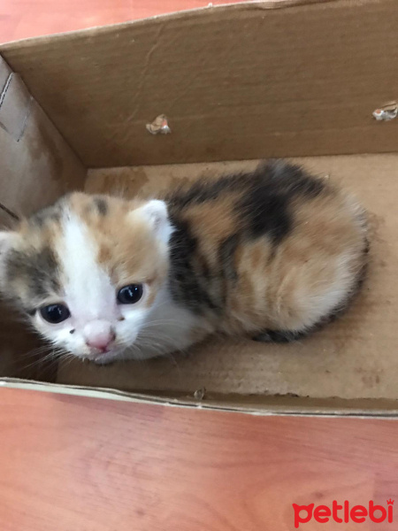 Tekir Kedi, Kedi  Boncuk fotoğrafı