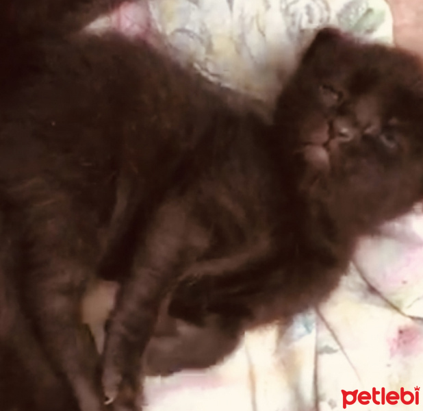 Bombay, Kedi  Kedi yavrularımıza yuva arıyoruz siyah kedilerimiz fotoğrafı