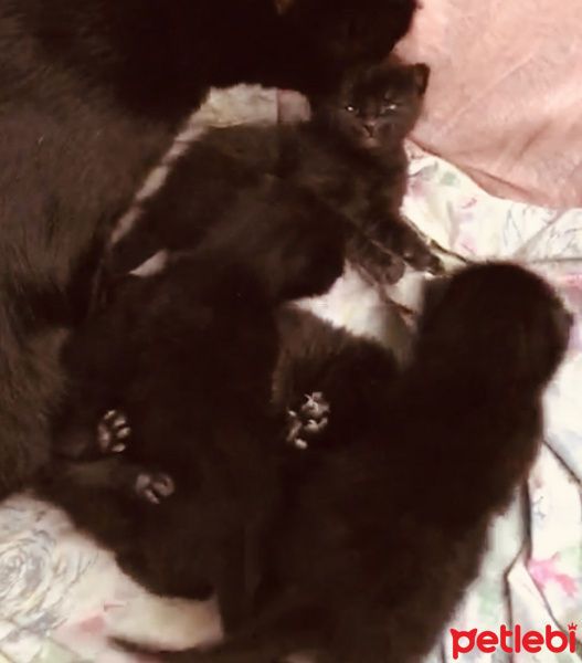 Bombay, Kedi  Kedi yavrularımıza yuva arıyoruz siyah kedilerimiz fotoğrafı