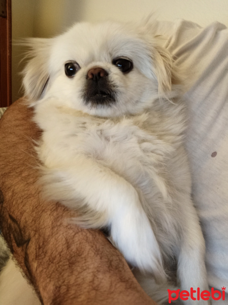 Pekingese, Köpek  LiLi fotoğrafı