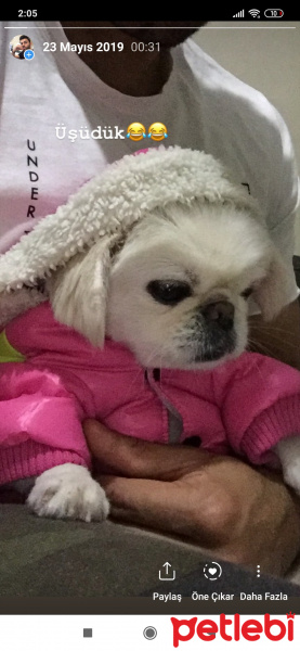 Pekingese, Köpek  LiLi fotoğrafı