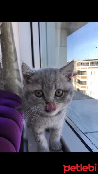 British Shorthair, Kedi  Şeker fotoğrafı