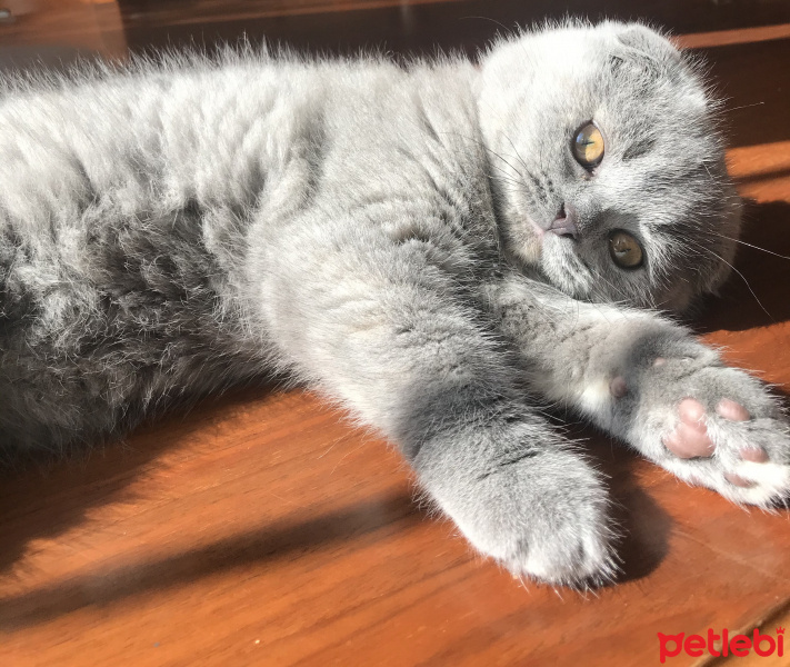 Scottish Fold, Kedi  Muffin fotoğrafı