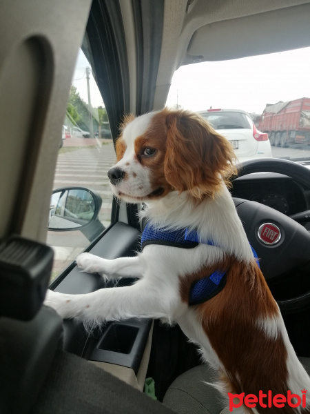 Cavalier King Charles Spanieli, Köpek  Tarçın fotoğrafı