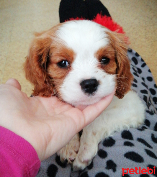 Cavalier King Charles Spanieli, Köpek  Tarçın fotoğrafı