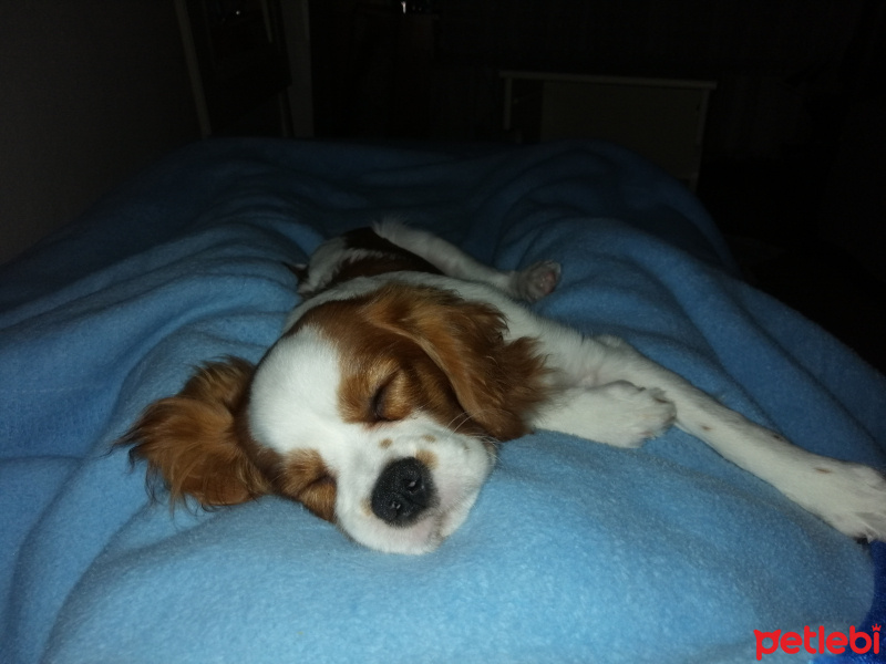 Cavalier King Charles Spanieli, Köpek  Tarçın fotoğrafı