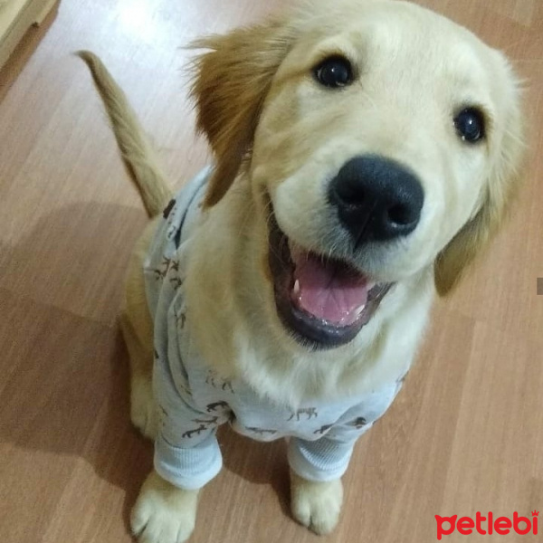Golden Retriever, Köpek  Tina fotoğrafı