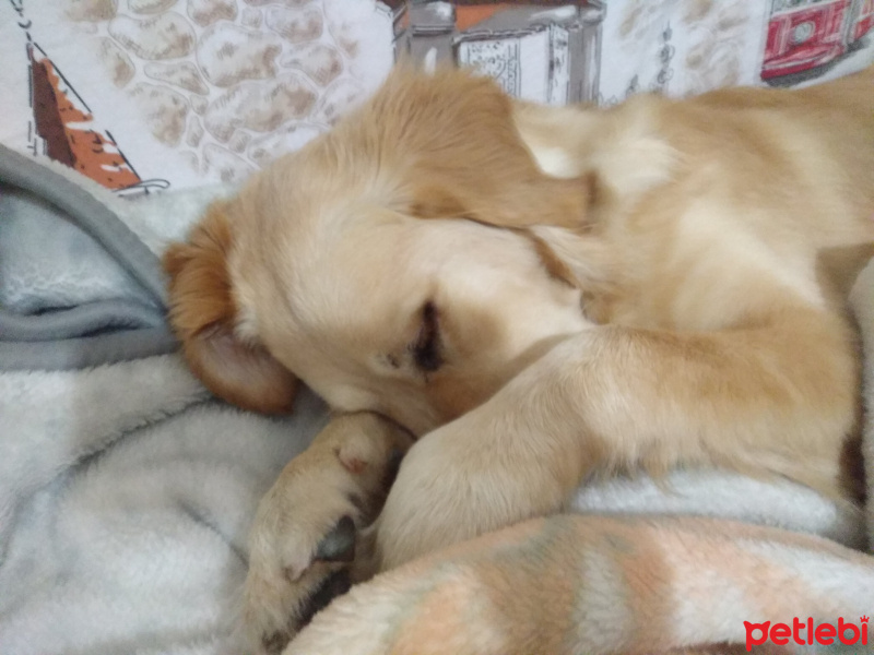 Golden Retriever, Köpek  Tina fotoğrafı