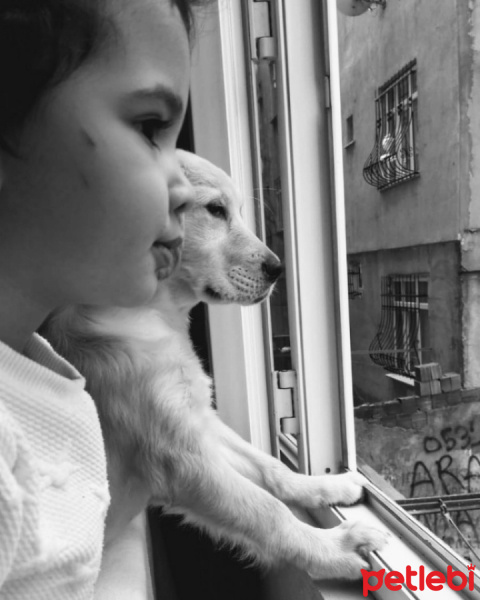 Golden Retriever, Köpek  Tina fotoğrafı