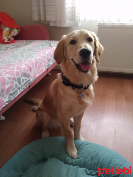 Golden Retriever, Köpek  Tina fotoğrafı