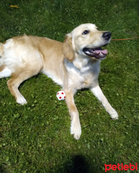 Golden Retriever, Köpek  Tina fotoğrafı