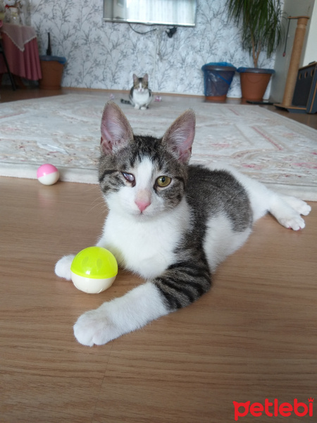 Tekir Kedi, Kedi  Ceylan fotoğrafı