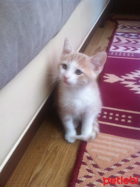 Tekir Kedi, Kedi  minnaklar fotoğrafı