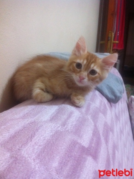 Tekir Kedi, Kedi  minnaklar fotoğrafı