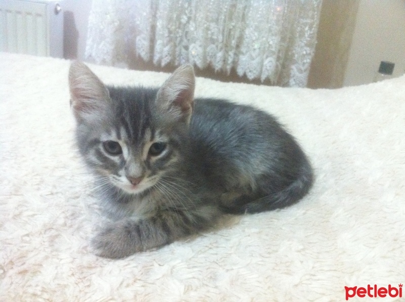 Tekir Kedi, Kedi  minnaklar fotoğrafı