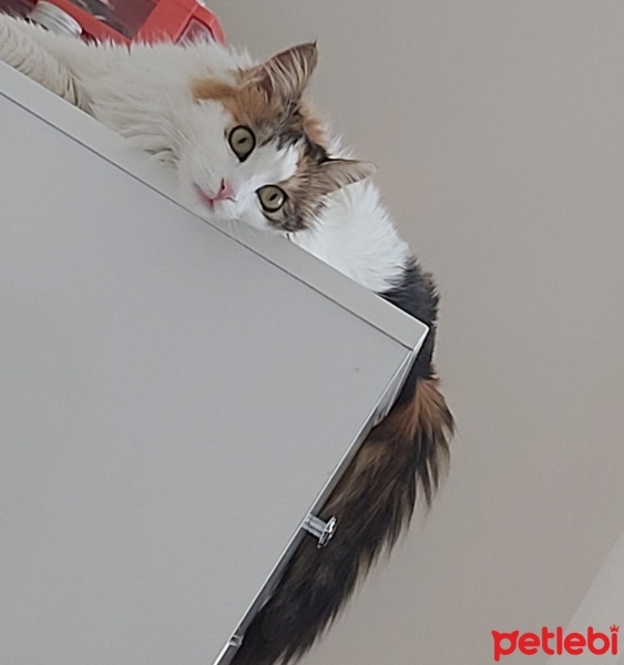 Tekir Kedi, Kedi  inci ve şeker fotoğrafı